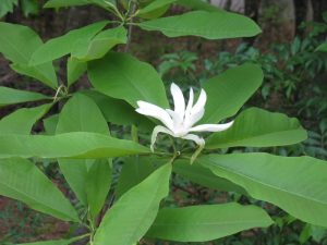 magnoliatripetala