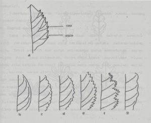 Tepi daun(torehan tidak mempengaruhi bangun helai daun) : a. menunjukan sinus dan angulus, b. rata, c. beringgit, d. bergigi, e. bergerigi, f. bergerigi ganda, g. berombak